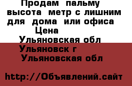 Продам  пальму   высота  метр с лишним для  дома  или офиса › Цена ­ 3 000 - Ульяновская обл., Ульяновск г.  »    . Ульяновская обл.